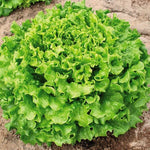 Lettuce Muir MTO Organic Seeds for Planting (50 Seeds)