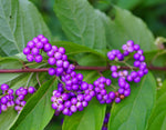 American Beauty Berry - Callicarpa americana - 20 seeds - Non-GMO Seeds, Grown and Shipped from Iowa. Made in USA
