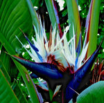 White Bird of Paradise Seeds - 6 Seeds to Grow - Great Indoor Plant or Bonsai - Strelitzia nicolai