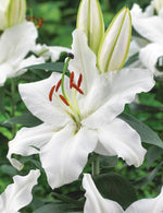Casa Blanca Oriental Lily -4 Perennial Flower Bulbs, Easy to Grow - Made in USA, Ships from Iowa