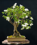 Japanese White Lilac Bonsai Seeds for Planting (30 Seeds)