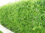 (One) Fastest Growing Tree in The World - Ready to Plant - One Live Aussie Hybrid Willow Tree Bare Root Cut - Great for Fast Shade - 10 feet in First Year - Austree Hybrid Willow Privacy Tree