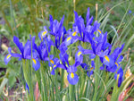 20 Blue Iris Bulbs for Planting - Easy to Grow - Made in USA, Ships from Iowa