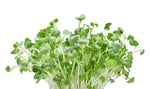 Alfalfa Microgreens Seed (250 Seeds) Easy and Fast Growing, Very Healthy Microgreens