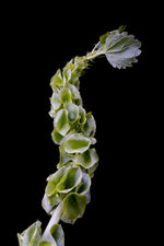 Bells of Ireland Flower Seeds - Excellent for Cut Flower Display, Grow The Luck of The Irish