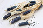 Exotic Blue Corn - 25 Seeds to Plant - Blue Corn is The Most Rare - Grow Blue Popcorn