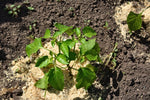 Saw Dust - Great for Plants and Soil - 4 Pound Bag