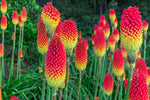 Torch Lily Flower Seeds - 50 Seeds - Red Poker Flower - Exotic Vibrant Red Blooms Amaze All That See Them