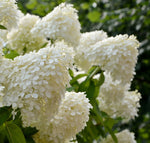 White Hydrangea Seedlings for Planting - Grow This Stunning Blooming Bush