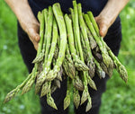 Jersey Giant Live Asparagus Bare Root Plants - 2yr Crowns - Grow Giant Asparagus