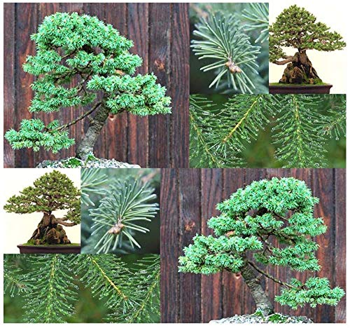 White Spruce Bonsai Seed - 20+ Seeds - Highly Prized White Spruce Bonsai Tree Seeds to Grow - Made in USA, Ships from Iowa