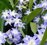 Blue Giant Glory of the Snow 20 Bulbs - Chionodoxa - 5/+ cm Bulbs