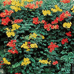 TRUMPET VINE ~Yellow~ "Campus Radicans-Flava" 20+ Perennial Seeds