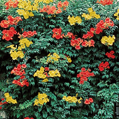 TRUMPET VINE ~Yellow~ "Campus Radicans-Flava" 20+ Perennial Seeds