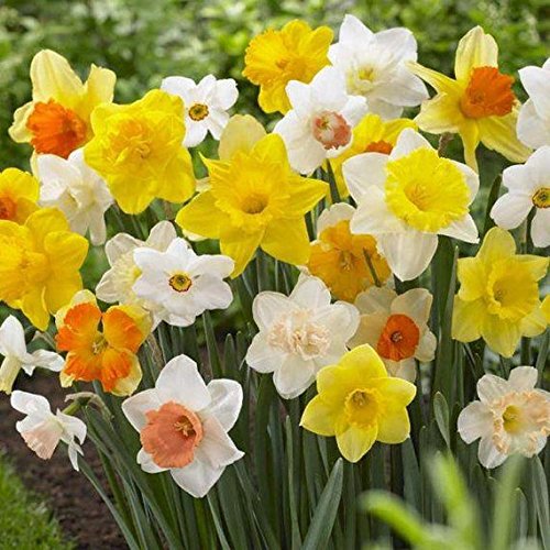 Daffodil Bulbs, Trumpet Daffodil Mix (10 Bulbs) Narcissus Assorted,Long Lasting