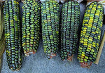 Oaxacan Green Indian Corn Seeds for Planting - 25+ Seeds - Stunning Green Kernel Corn - Grown in Iowa - A Must Have!