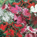 Caladium Garden Mix, (6 Bulbs) Thrives in Heat and Humidity