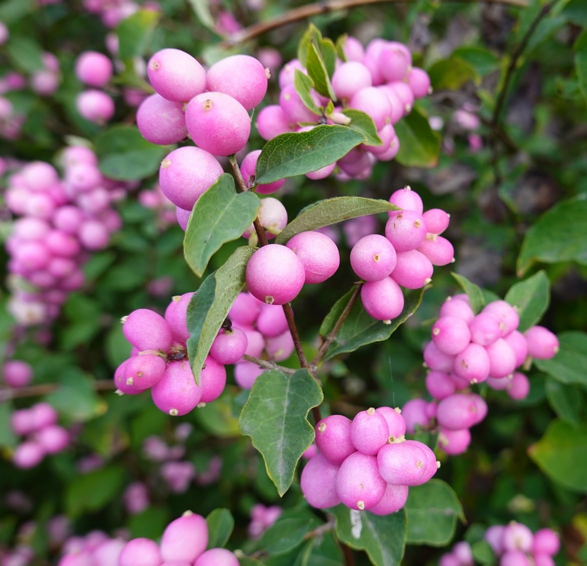 Coralberry Bonsai Tree Seedling for Planting - 1 Year Old Well Rooted Seedling - Indian Currant