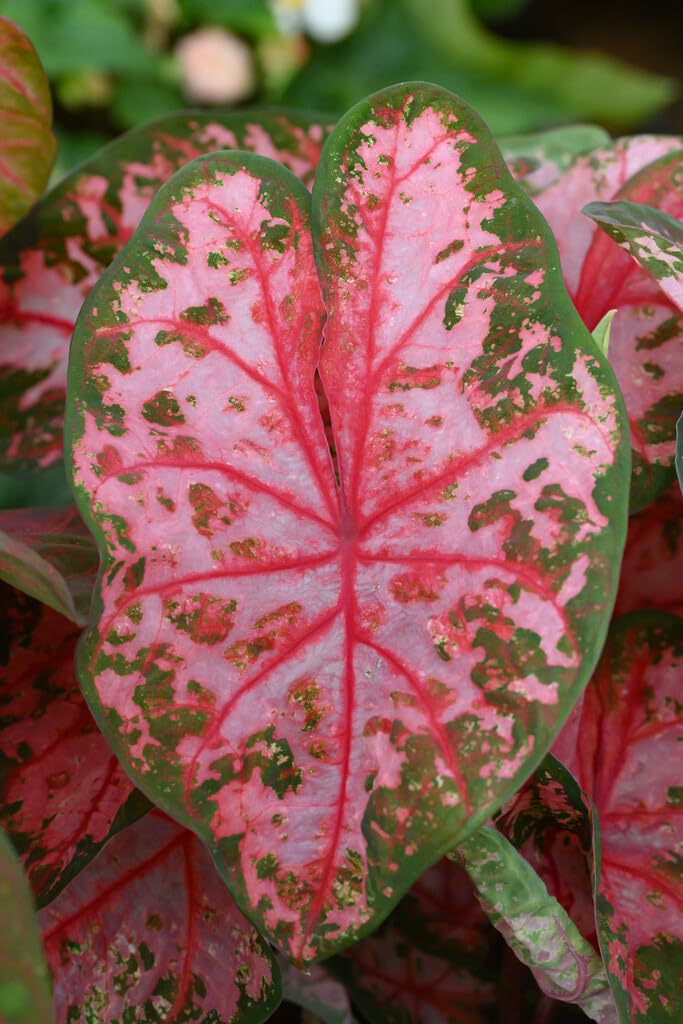 6 Gingerland Caladium Bulbs for Planting - Perennial Hosta, Elephant Ears, Fancy (6 Bulbs)