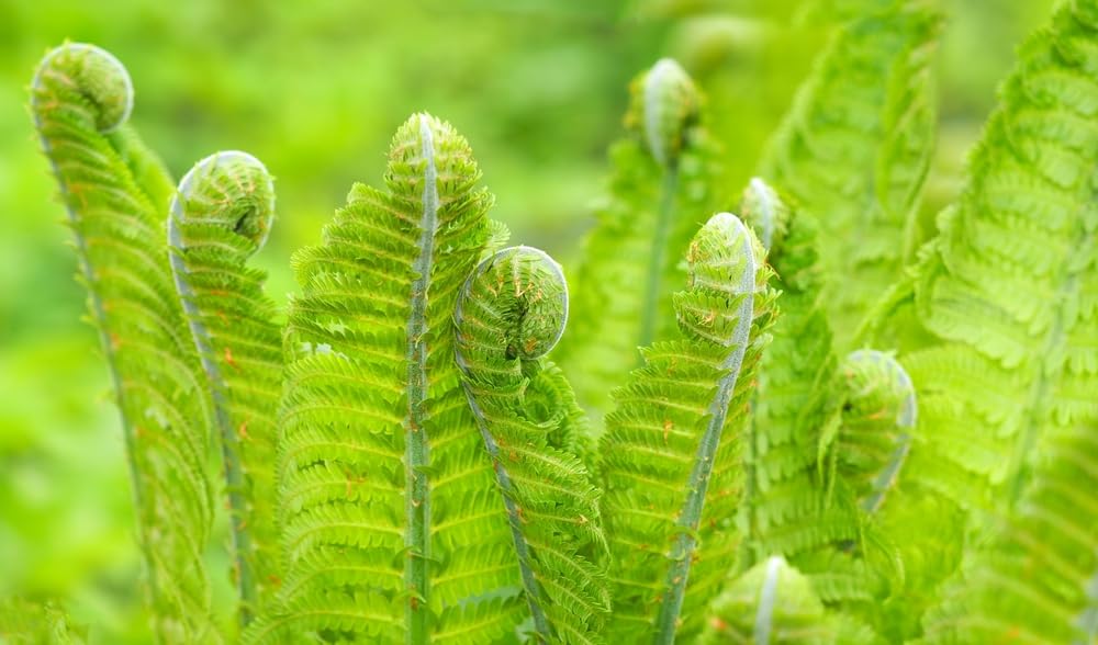 Ostrich Fern Plants for Growing, Fresh Rootstock, Very Attractive Perennail Fern