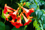 Red Trumpet Bush Seeds for Planting - Non-GMO Seeds, Shipped from Iowa. Made in USA