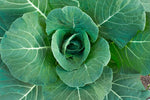 Collard Green Seeds for Planting - 100 Georgia Collard Seeds - Hi Yield and Great Taste