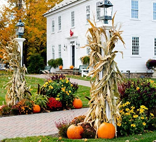 Dried Corn Stalk Bundle for Decor or Display - Corn Shucks with Ears Attached