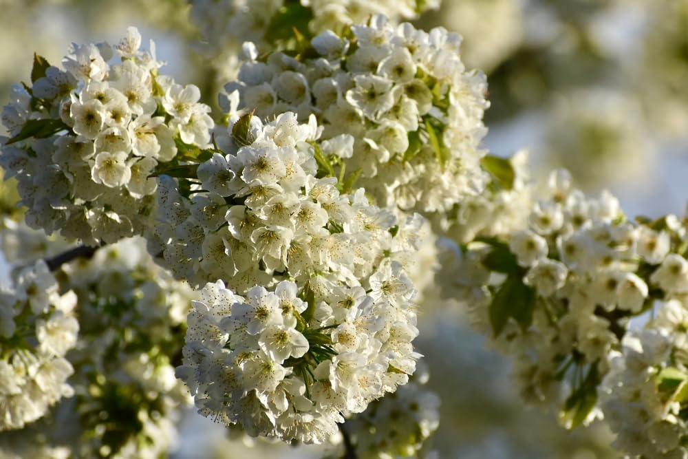20 Saint Lucies Cherry Tree Seeds for Planting - Stunning White Flowering Tree, Prunus Mahaleb
