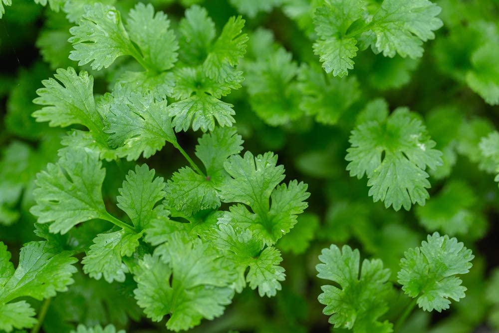 Cilantro Seeds | 500+ Seeds | Herb Garden Seeds for Planting. Indoor Herb Garden, Good Outdoor Herbs