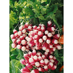 French Breakfast Summer Radish Seeds for Planting (200 Seeds)