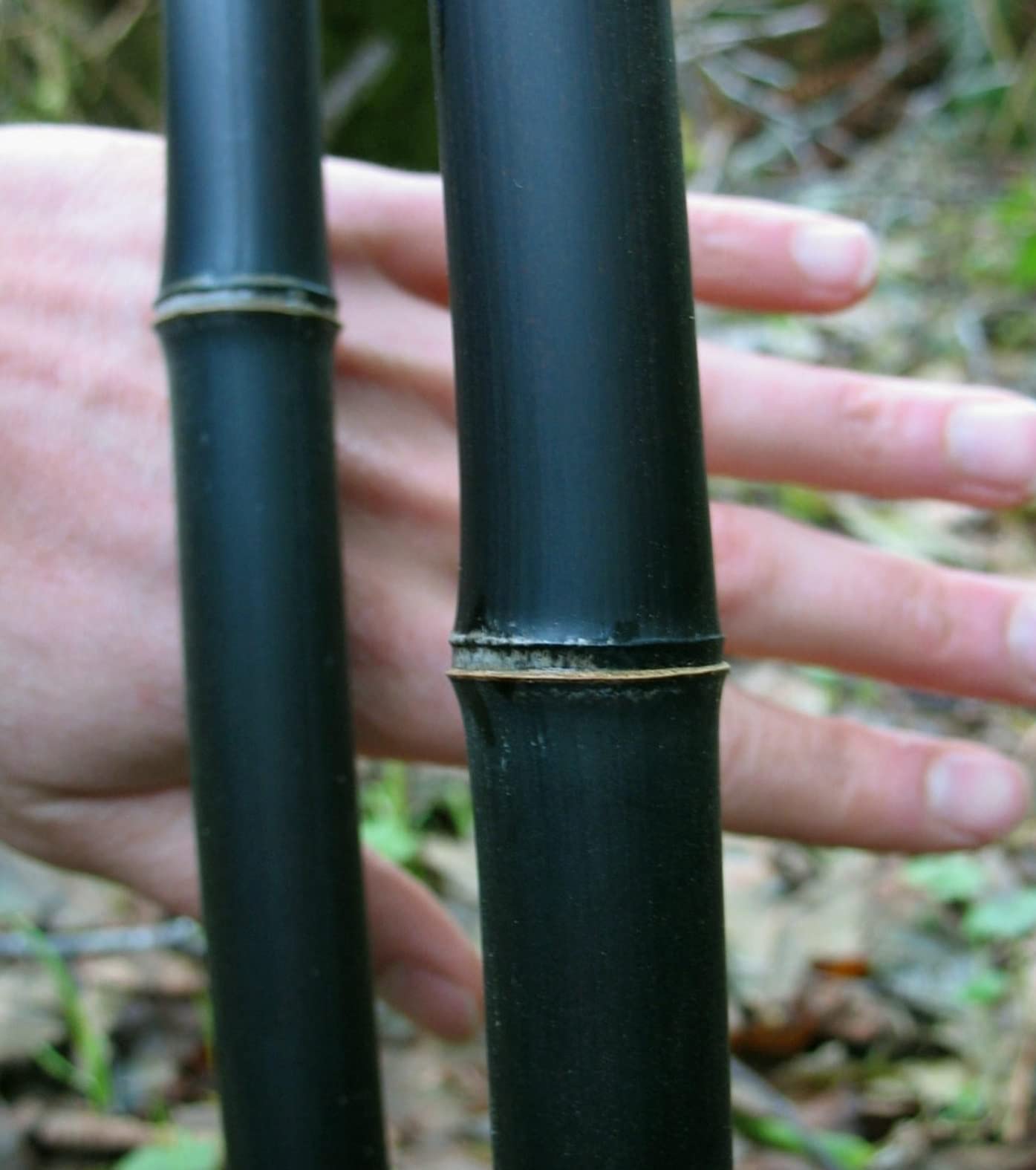 100+ Bamboo Seeds for Planting | Exotic and Fast Growing | Ships from Iowa, USA | Landscaping, Privacy, Indoor or Outdoor
