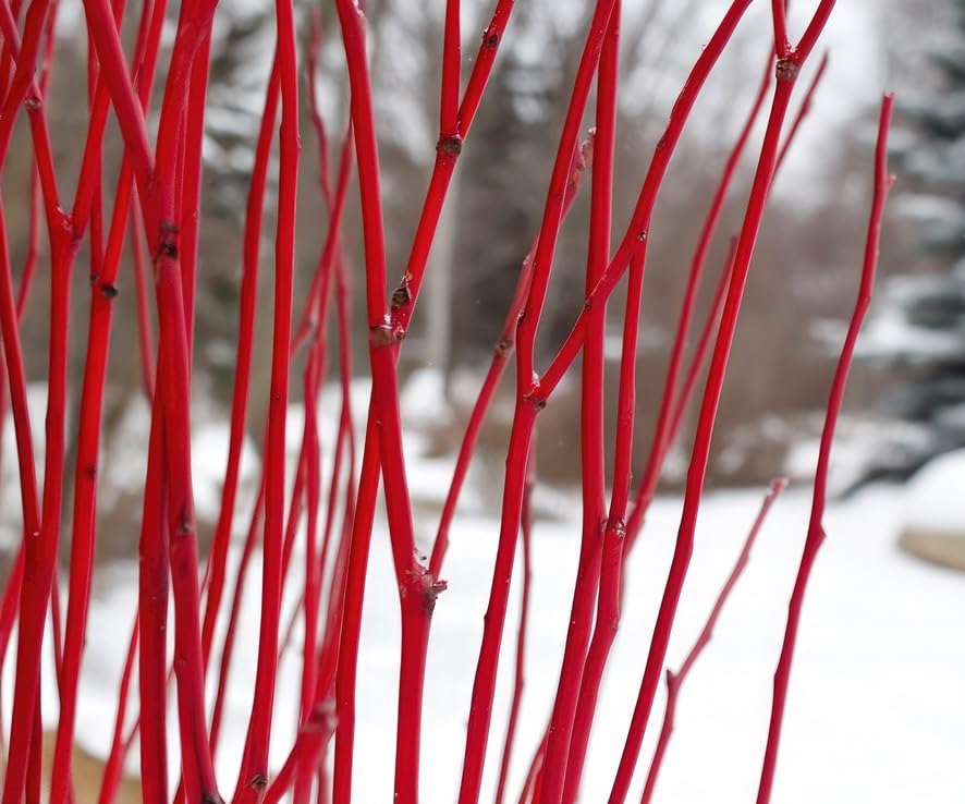 2 Bright Red Dogwood Bush Cuttings to Grow -Stunning Color, Grow to 6 Feet Tall