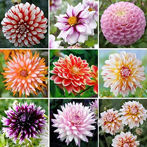 Exotic Mix Dahlia Flower Seeds, Exotic Mix (BIG PACK) 200+ Seeds - Made in USA, Ships from Iowa. Grow Beautiful Dahlias