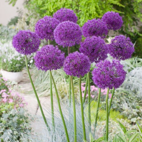 ALLIUM PURPLE SENSATION FLOWER BULBS PLANT PERENNIAL (10 Bulbs Pack) Fall Planting for Early Summer Blooms
