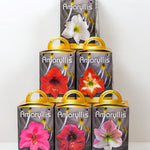Amaryllis Grow Kit - Pre Potted Amaryllis Bulb in Gift Box - Live Plant Christmas Present