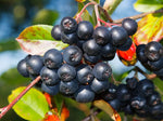 Aronia Berry Bush (Choke Cherry) Seedlings for Planting - Live Chokecherry Plants