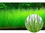 2 Pack Aquarium Grass Plants Seeds Water Plant Seeds, 0.35oz/Pack Water Grass Seed for Fish Tank Decoration, Creates Lush Green Carpet Plant