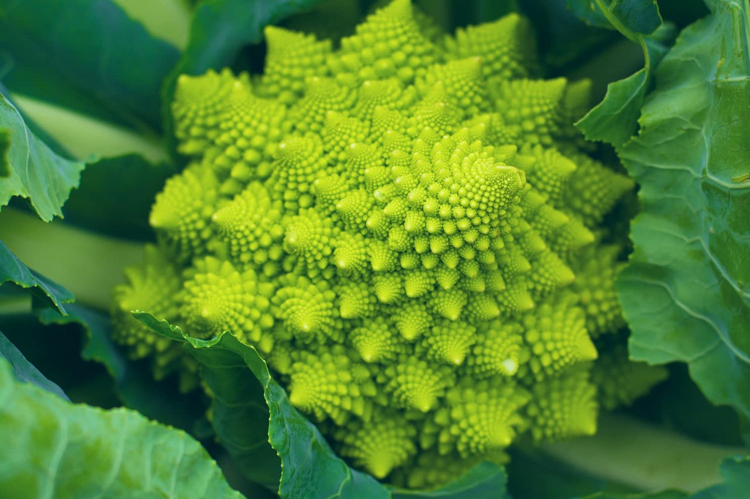 Romanesco Broccoli 250+ Seeds for Planting (Brassica oleracea) | Made in USA. Ships from Iowa