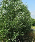 4 Huge 5 Foot Tall Hybrid Willow Cuttings - Best Privacy Hedge Row Trees - Fast Growing