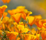 California Poppy Flower Seeds - (Eschscholtzia californica) California State Flower