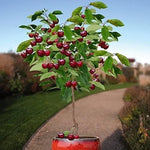 Dwarf Bonsai Black Cherry Fruit Tree Live Plant Seedling - Prunus serotina, Great for Home and Garden Yards Planting Dormant Seedling