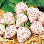 Seeds Shopp - 300pcs White Strawberry seeds,White Snow Alpine Strawberry,Fragaria Vesca Fruit seeds,Fresh Exotic Seeds for Home Garden plants New Arrival !