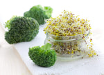 Broccoli Sprouts Seed (500 Seeds) Easy and Fast Growing, Very Healthy Microgreens