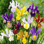 25 Mixed Color Dutch Iris Bulbs for Planting - Easy to Grow - Made in USA, Ships from Iowa