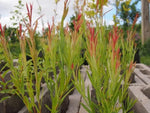 2 Rubykins Willow Tree Cuttings - Attractive Red Tips, Popular for Basketry (2 Cuttings)