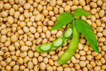 Soybeans (5 Lbs) Gluten Free, Great for Salad Sprouts Grown in Iowa, Vegetarian Diet, Tofu, Soymilk. Soybean Seeds