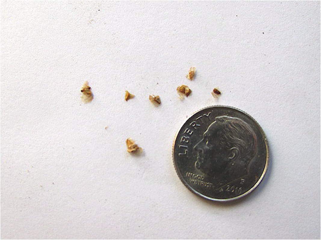 Weeping Silver Birch Tree Seeds for Planting | 250+ Seeds | Betula pendula, Highly Prized for Bonsai or Garden