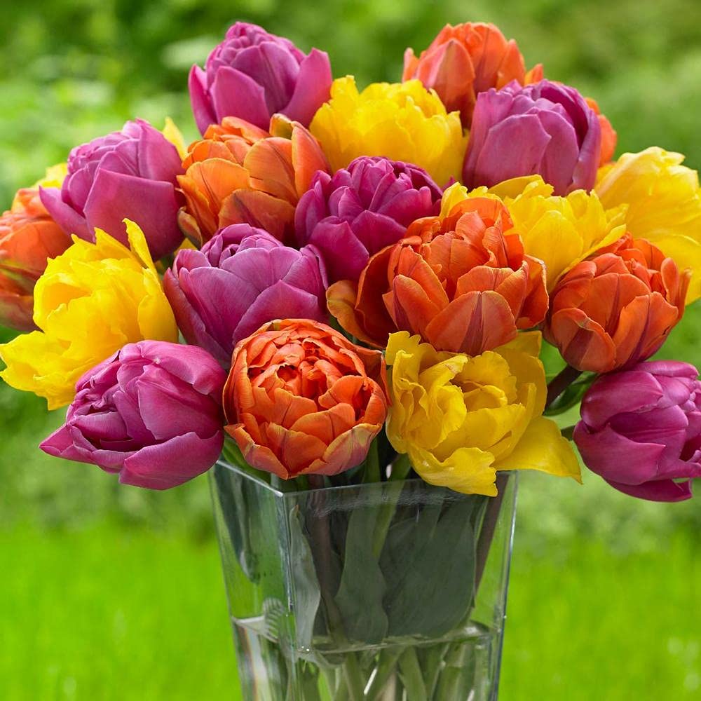 10 Pippa Mix Double Tulip Bulbs for Planting - Easy to Grow - Made in USA, Ships from Iowa
