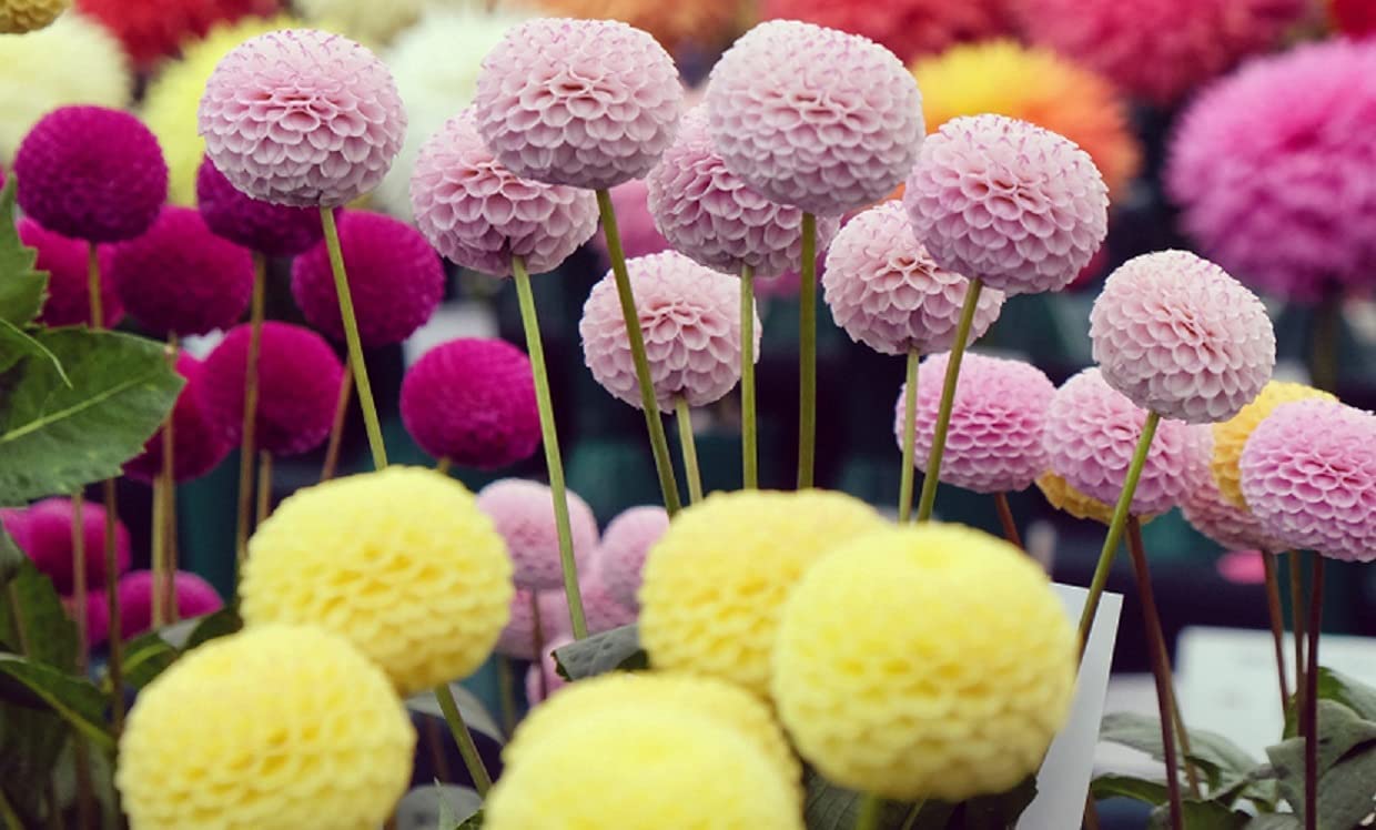 Dahlia Pom Pom Seeds for Planting - 100+ Seeds - Mixed Color Pom Pom Dahlia Seeds