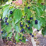 Camphor Tree Seeds for Planting (10 Seeds) - Cinnamomum camphora